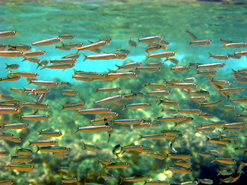 Sardine