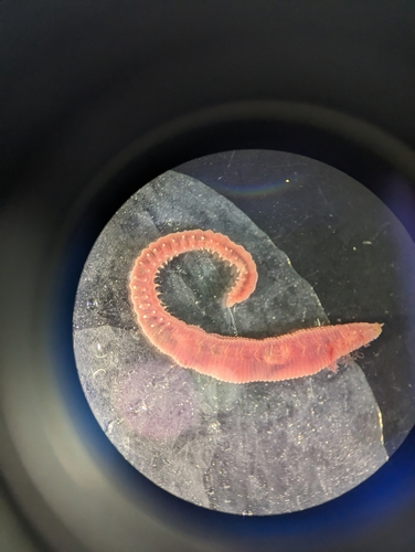 Scalibregma celticum