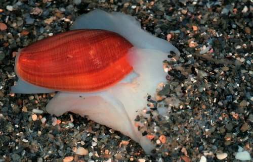 Scaphandre