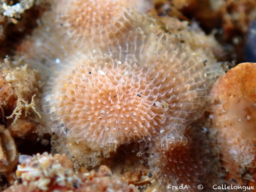 Schizomavella hastata