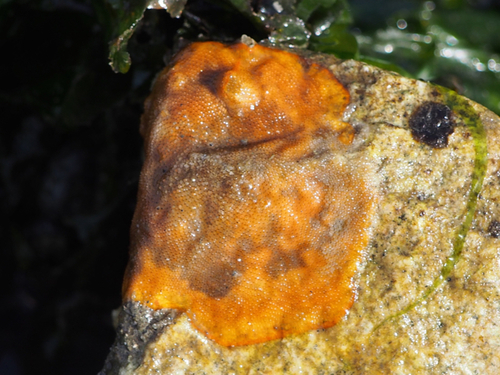 Schizoporella unicornis