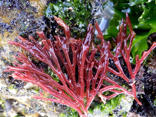 Scinaia furcellata