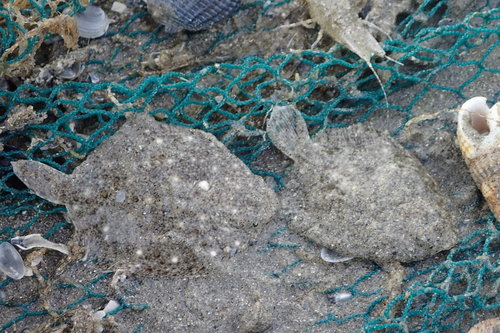 Turbot