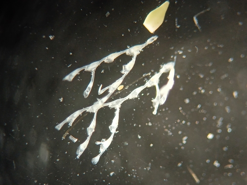 Scruparia chelata
