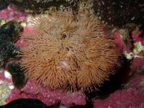 Scrupocellaria scrupea