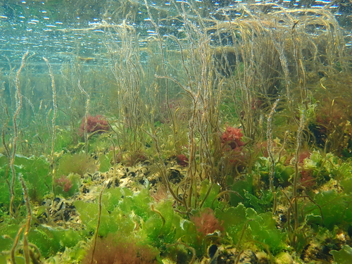 Scytosiphon lomentaria