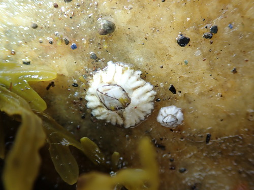 Semibalanus balanoides