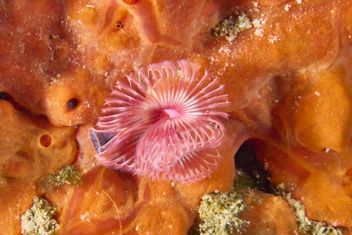 Serpula vermicularis