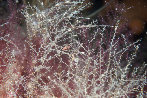 Sertularella polyzonias