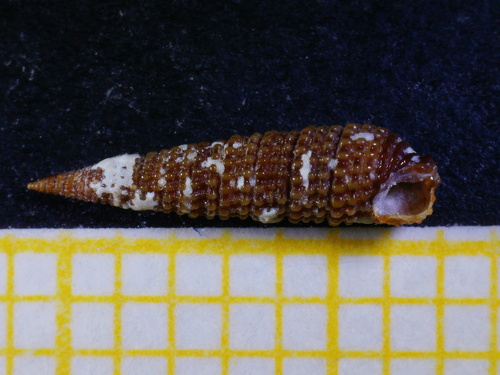 Similiphora similior
