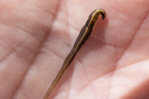 Siphonenteron bilineatum