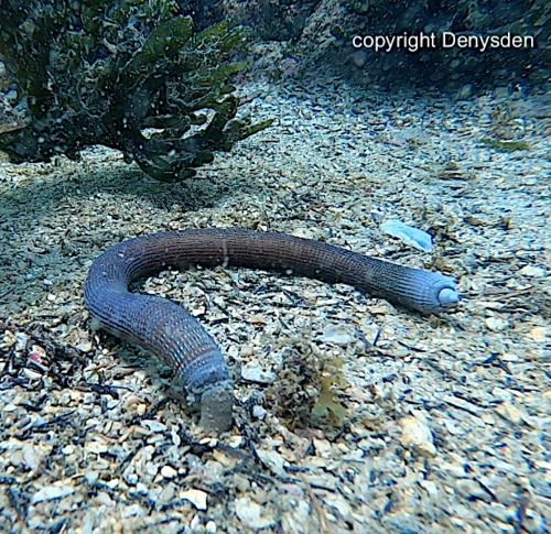 Sipunculus nudus