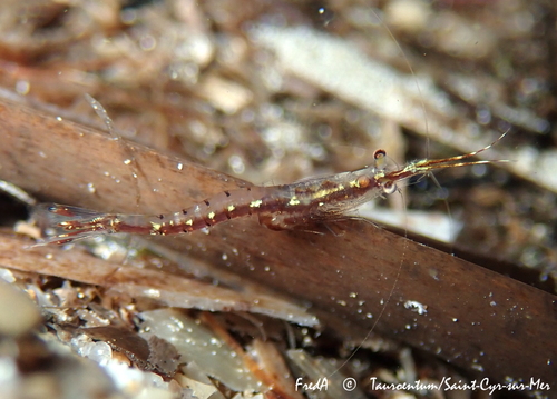 Siriella armata