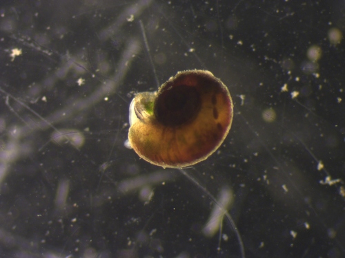 Skeneopsis planorbis