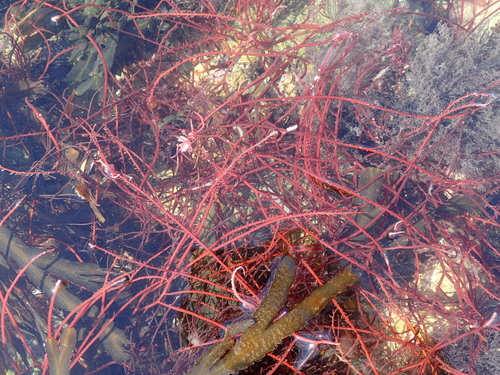 Solieria chordalis