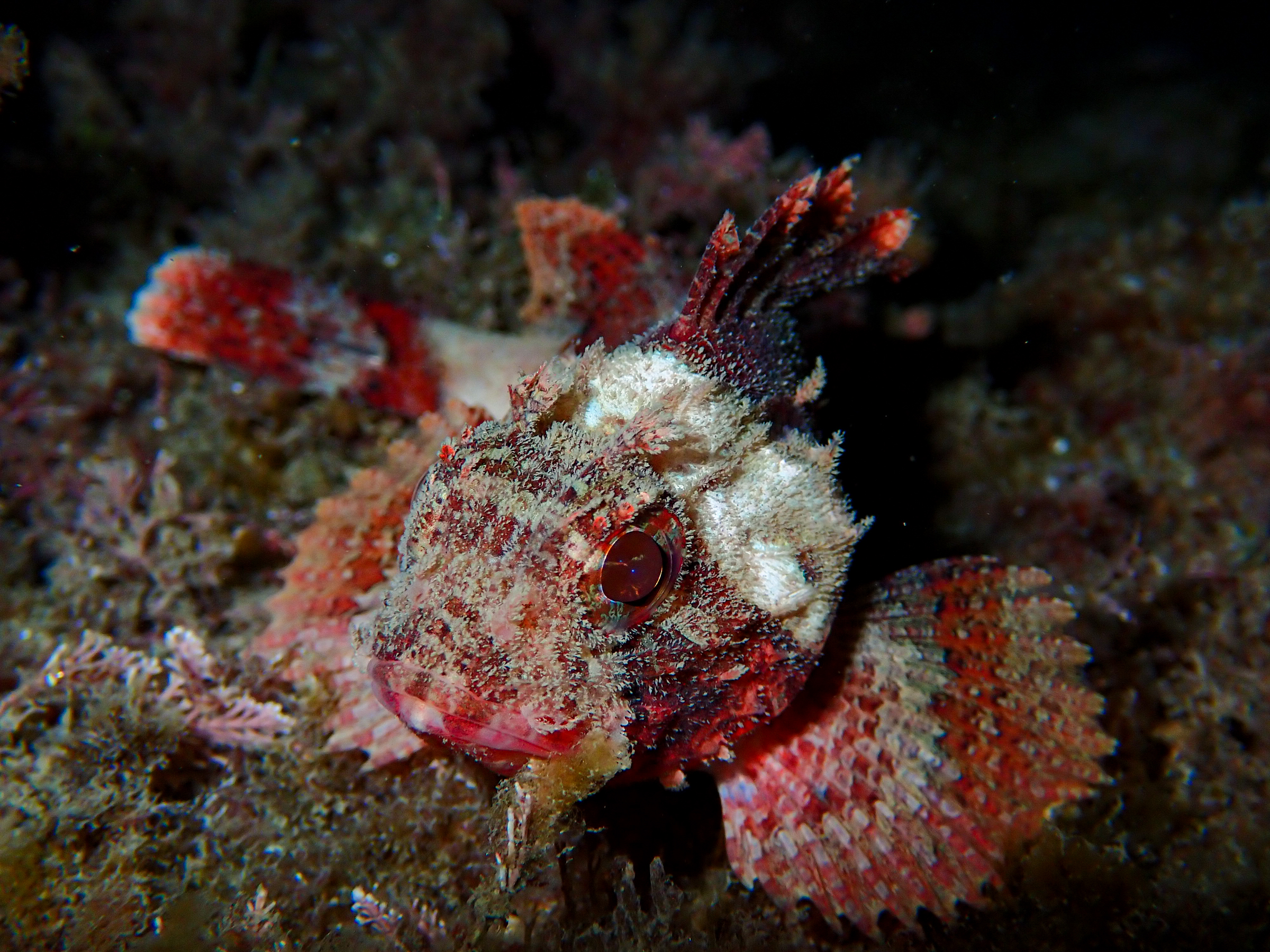 Petite rascasse rouge