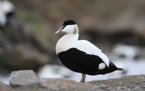 Eider à duvet