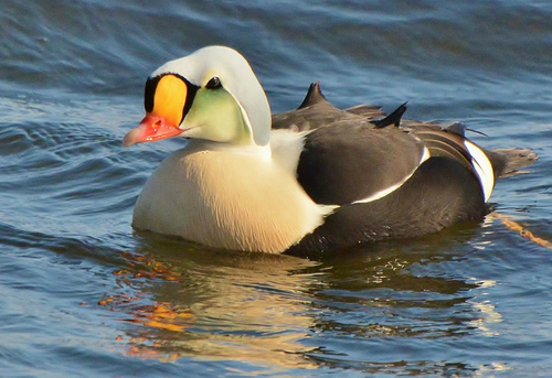 Eider à tête grise