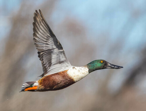 Canard souchet