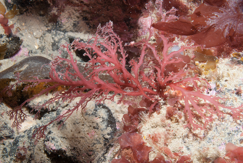 Sphaerococcus coronopifolius