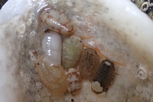 Sphaeroma serratum
