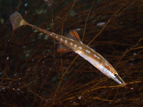 Epinoche de mer