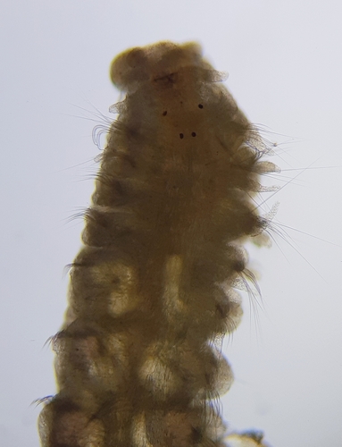 Spiophanes bombyx