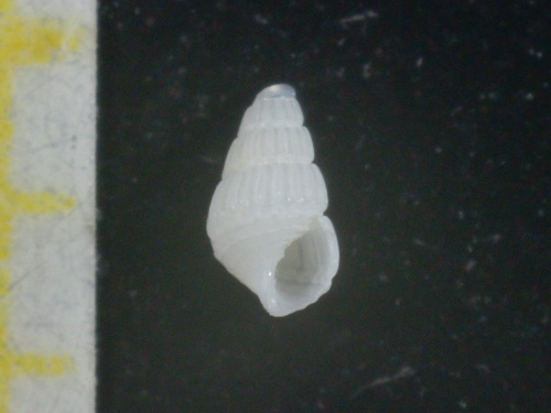 Spiralina spiralis