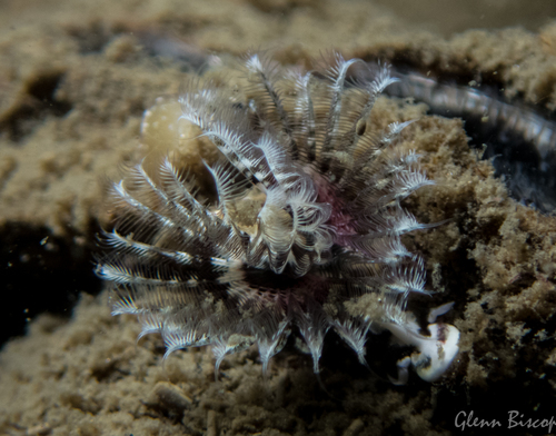 Spirobranchus triqueter