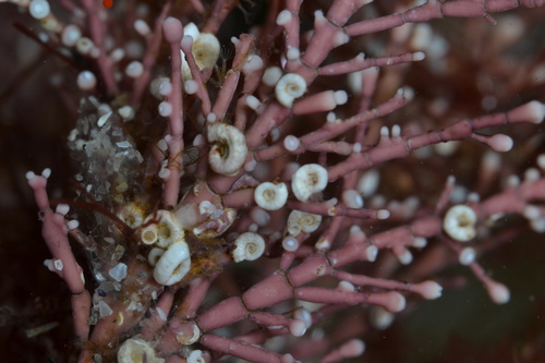 Spirorbis corallinae