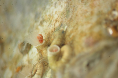 Spirorbis rupestris