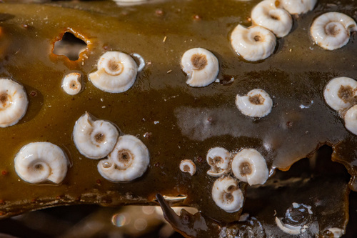 Spirorbis spirorbis