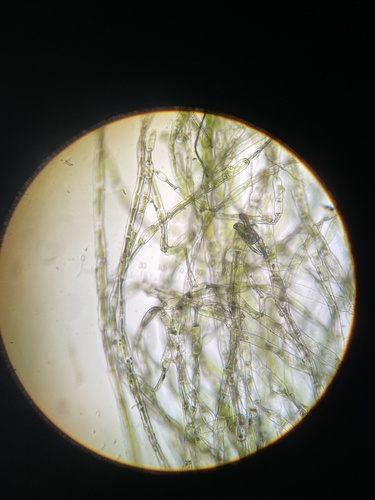 Spongomorpha aeruginosa