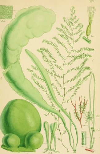 Sporochnus pedunculatus