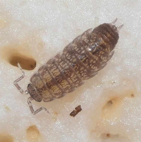 Stenophiloscia glarearum