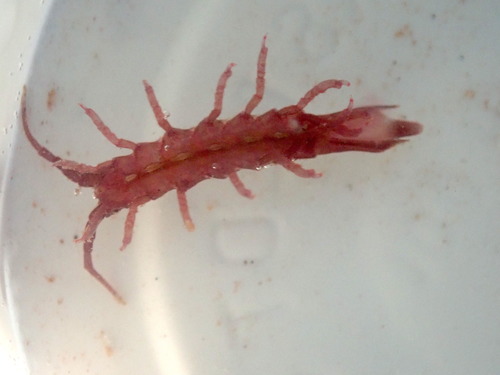 Stenosoma lancifer