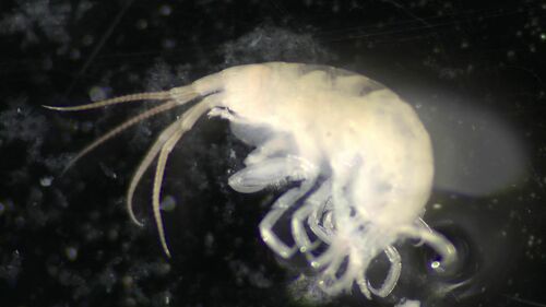Stenothoe tergestina