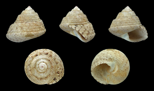 Steromphala albida