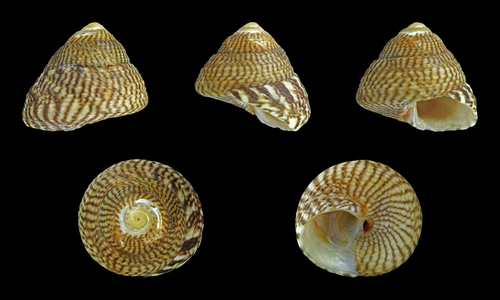 Gibbule cendrée