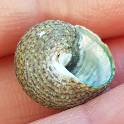 Steromphala pennanti