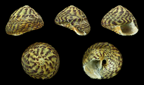 Gibbule ombiliquée