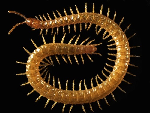 Strigamia maritima