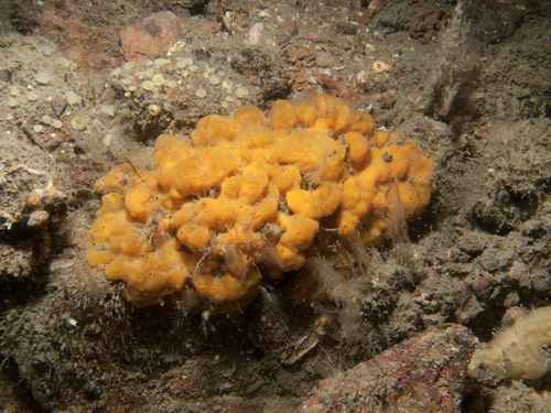 Suberites massa