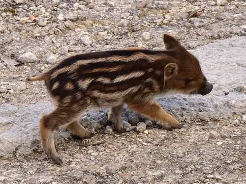 Sanglier