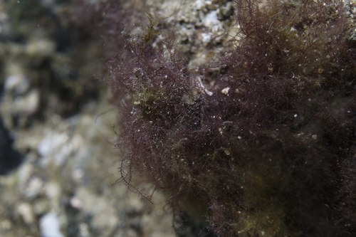 Symphyocladiella dendroidea