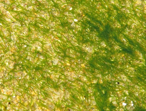 Symsagittifera roscoffensis