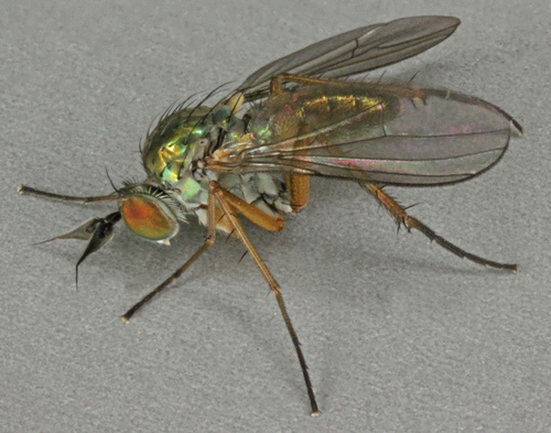 Syntormon pallipes