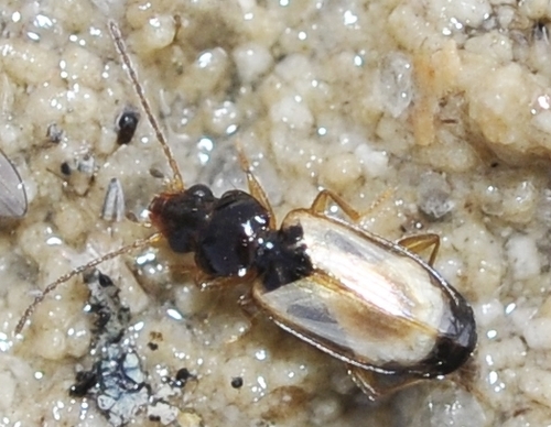 Tachys scutellaris