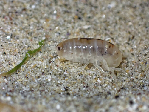 Talitre, Puce de mer