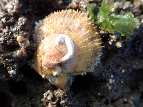 Talochlamys pusio